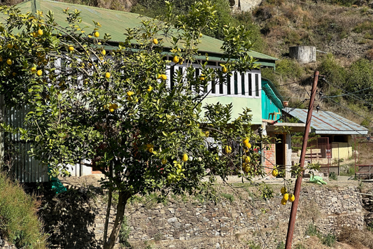 Eating Close to Nature: What Himalayan Food Traditions Get Right