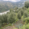 From the Hills to the Table: The Himalayan Philosophy of Simple, Natural Food