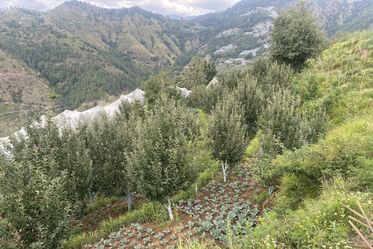 From the Hills to the Table: The Himalayan Philosophy of Simple, Natural Food