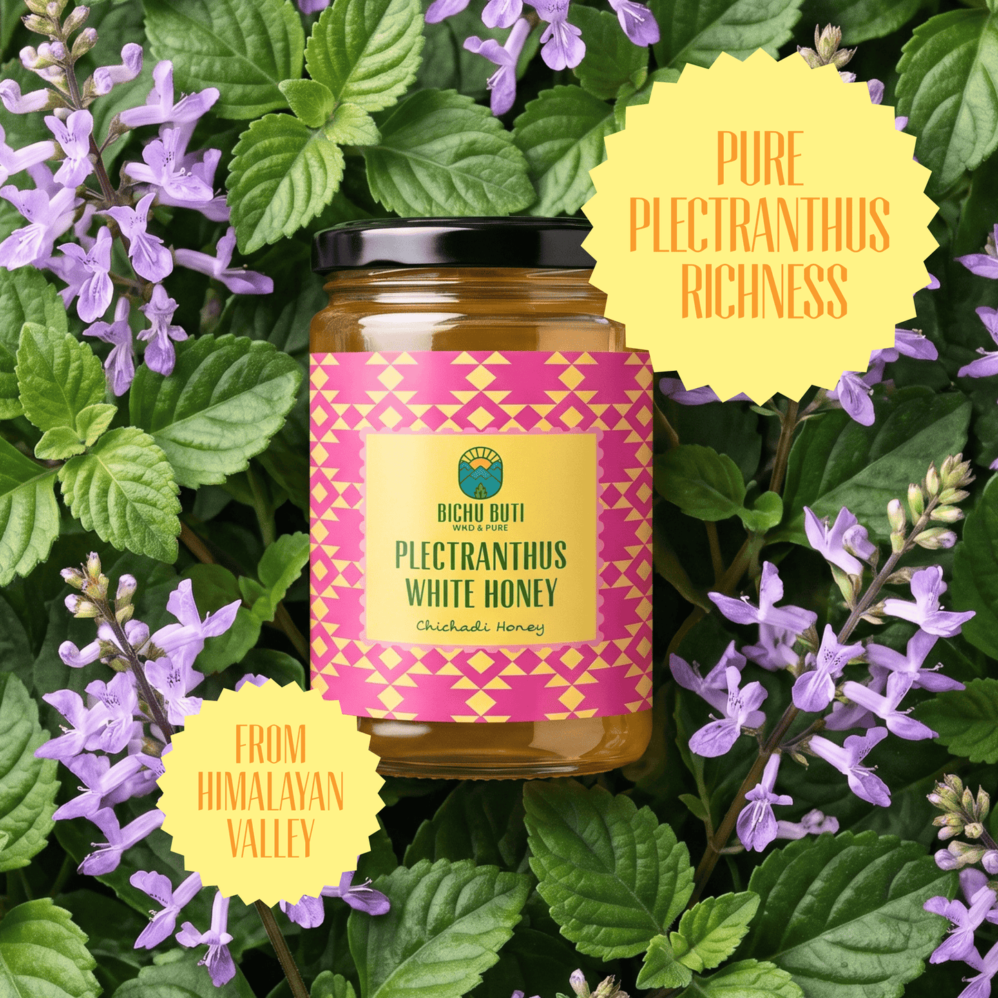 Plectranthus White Honey - Chichadi